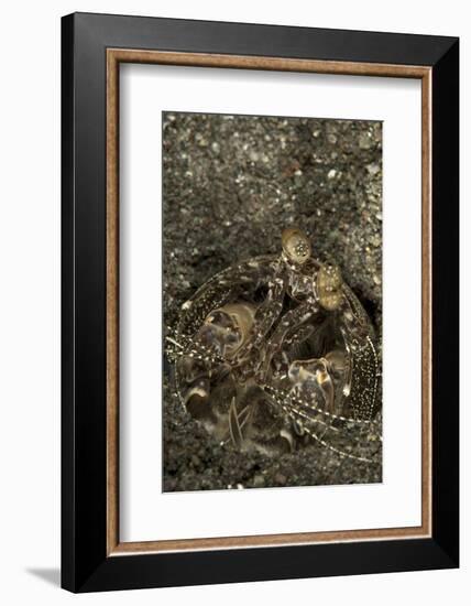 A Spearing Mantis Shrimp in its Burrow, Indonesia-Stocktrek Images-Framed Photographic Print