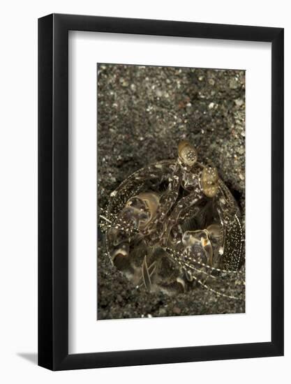 A Spearing Mantis Shrimp in its Burrow, Indonesia-Stocktrek Images-Framed Photographic Print