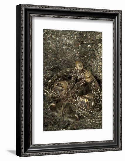 A Spearing Mantis Shrimp in its Burrow, Indonesia-Stocktrek Images-Framed Photographic Print