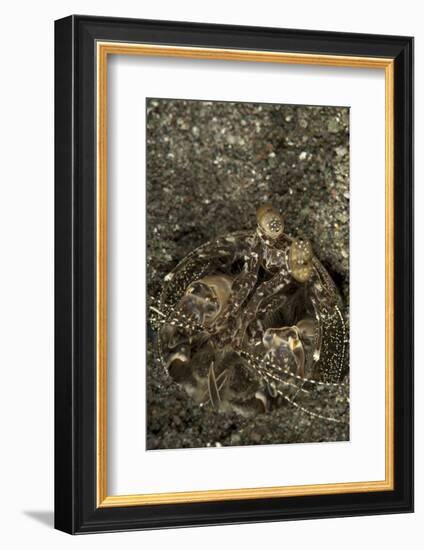 A Spearing Mantis Shrimp in its Burrow, Indonesia-Stocktrek Images-Framed Photographic Print