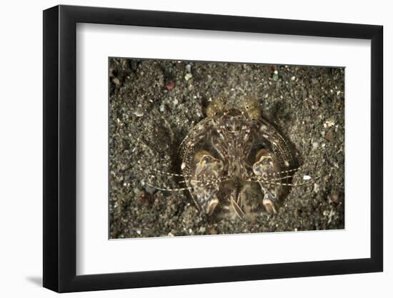 A Spearing Mantis Shrimp in its Burrow, Indonesia-Stocktrek Images-Framed Photographic Print