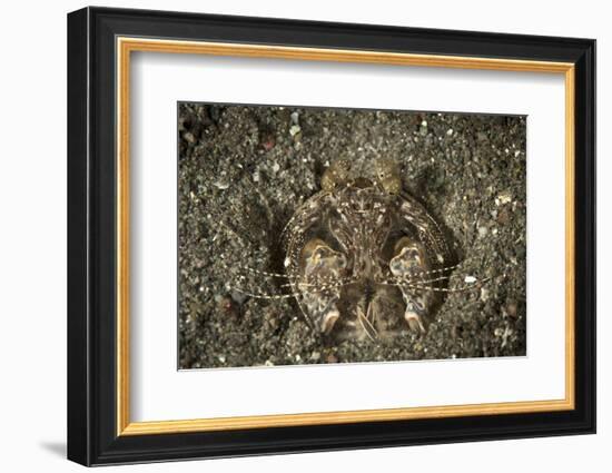 A Spearing Mantis Shrimp in its Burrow, Indonesia-Stocktrek Images-Framed Photographic Print