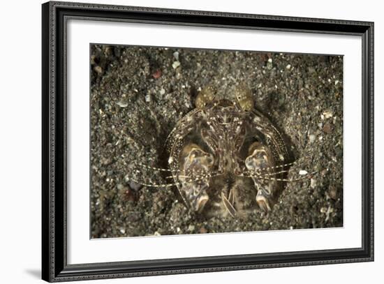 A Spearing Mantis Shrimp in its Burrow, Indonesia-Stocktrek Images-Framed Photographic Print