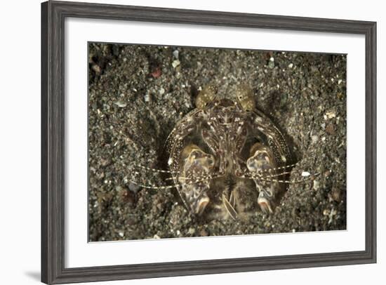 A Spearing Mantis Shrimp in its Burrow, Indonesia-Stocktrek Images-Framed Photographic Print