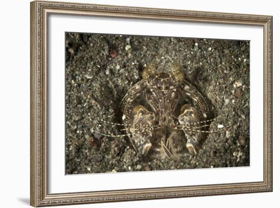 A Spearing Mantis Shrimp in its Burrow, Indonesia-Stocktrek Images-Framed Photographic Print