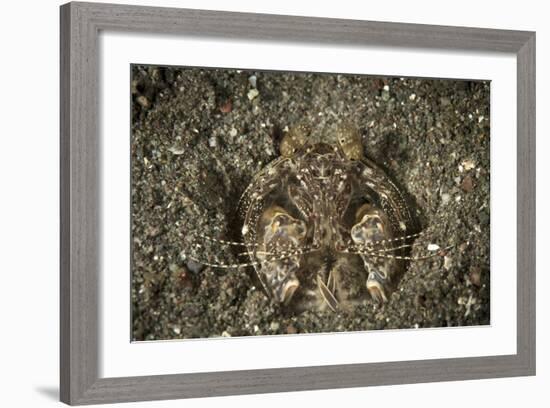 A Spearing Mantis Shrimp in its Burrow, Indonesia-Stocktrek Images-Framed Photographic Print