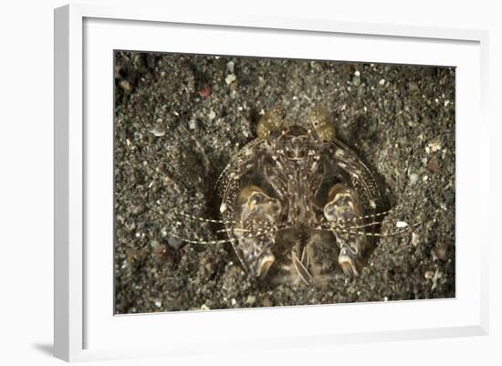 A Spearing Mantis Shrimp in its Burrow, Indonesia-Stocktrek Images-Framed Photographic Print