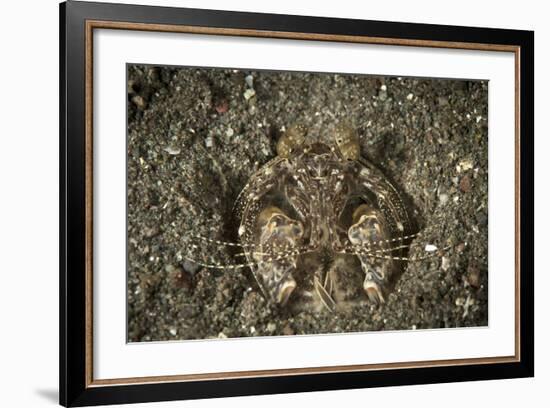 A Spearing Mantis Shrimp in its Burrow, Indonesia-Stocktrek Images-Framed Photographic Print