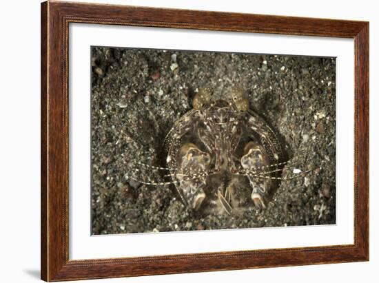 A Spearing Mantis Shrimp in its Burrow, Indonesia-Stocktrek Images-Framed Photographic Print