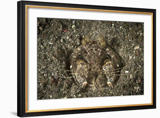 A Spearing Mantis Shrimp in its Burrow, Indonesia-Stocktrek Images-Framed Photographic Print