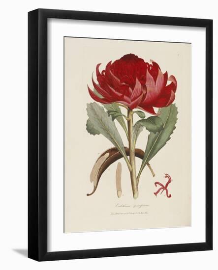 A Specimen of the Botany of New Holland-James Edward Smith-Framed Giclee Print