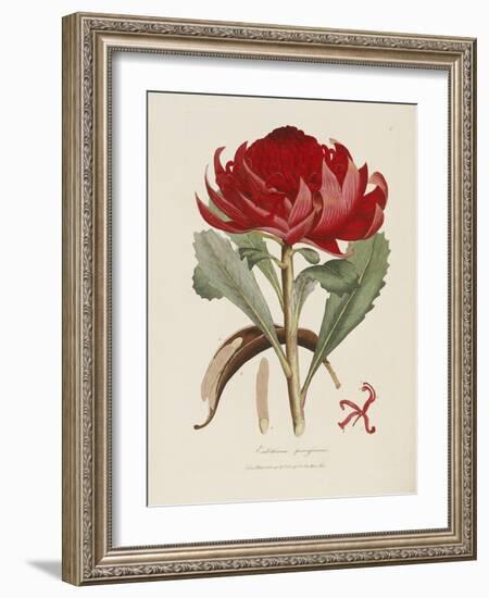 A Specimen of the Botany of New Holland-James Edward Smith-Framed Giclee Print