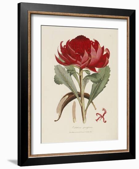 A Specimen of the Botany of New Holland-James Edward Smith-Framed Giclee Print