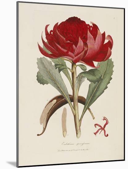 A Specimen of the Botany of New Holland-James Edward Smith-Mounted Giclee Print