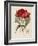 A Specimen of the Botany of New Holland-James Edward Smith-Framed Giclee Print