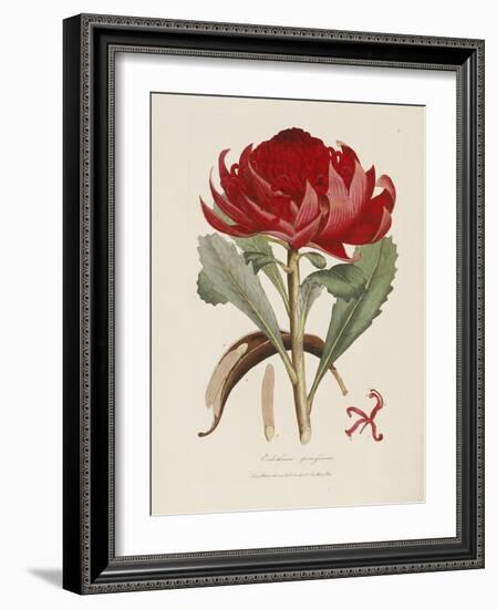 A Specimen of the Botany of New Holland-James Edward Smith-Framed Giclee Print