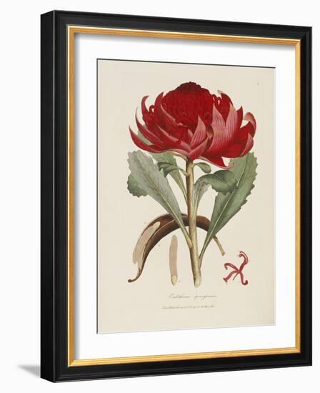 A Specimen of the Botany of New Holland-James Edward Smith-Framed Giclee Print