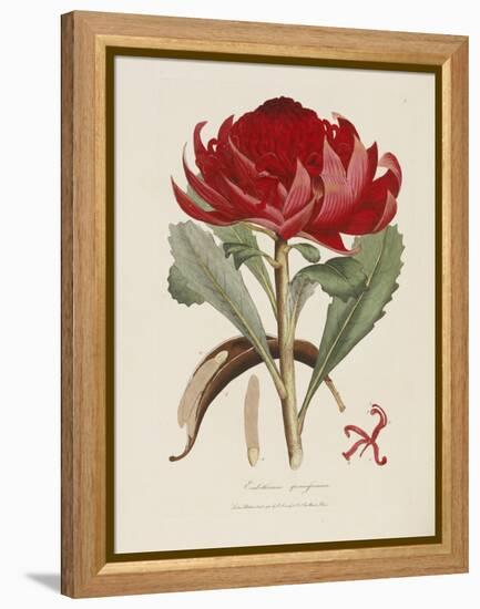 A Specimen of the Botany of New Holland-James Edward Smith-Framed Premier Image Canvas
