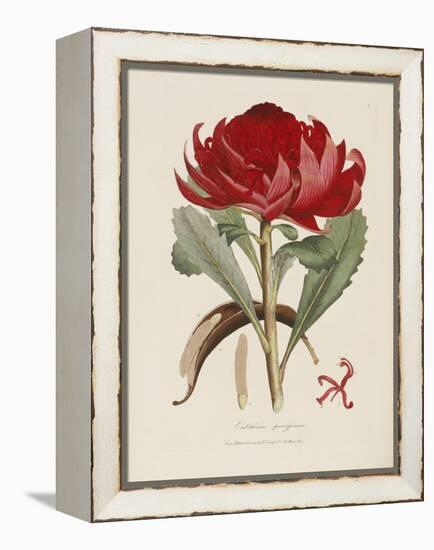 A Specimen of the Botany of New Holland-James Edward Smith-Framed Premier Image Canvas