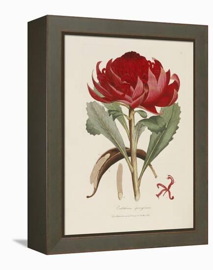 A Specimen of the Botany of New Holland-James Edward Smith-Framed Premier Image Canvas