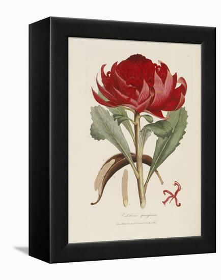 A Specimen of the Botany of New Holland-James Edward Smith-Framed Premier Image Canvas