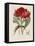 A Specimen of the Botany of New Holland-James Edward Smith-Framed Premier Image Canvas