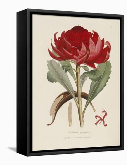 A Specimen of the Botany of New Holland-James Edward Smith-Framed Premier Image Canvas