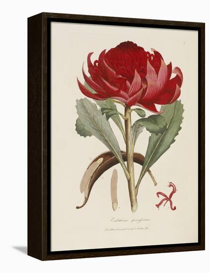 A Specimen of the Botany of New Holland-James Edward Smith-Framed Premier Image Canvas
