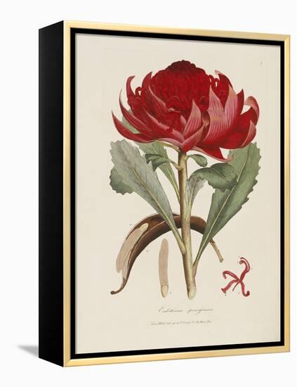 A Specimen of the Botany of New Holland-James Edward Smith-Framed Premier Image Canvas