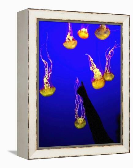 A Spectator Points at At Sea Nettles, Jelly Fish at the Monterey Bay Aquarium-null-Framed Premier Image Canvas