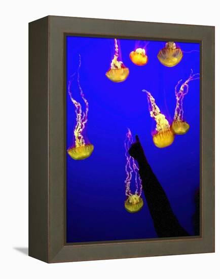 A Spectator Points at At Sea Nettles, Jelly Fish at the Monterey Bay Aquarium-null-Framed Premier Image Canvas