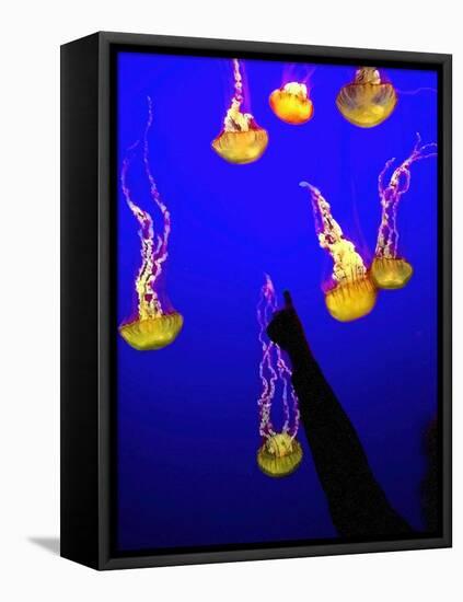 A Spectator Points at At Sea Nettles, Jelly Fish at the Monterey Bay Aquarium-null-Framed Premier Image Canvas