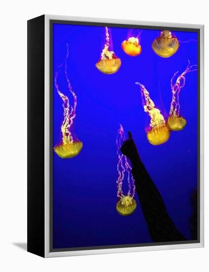 A Spectator Points at At Sea Nettles, Jelly Fish at the Monterey Bay Aquarium-null-Framed Premier Image Canvas