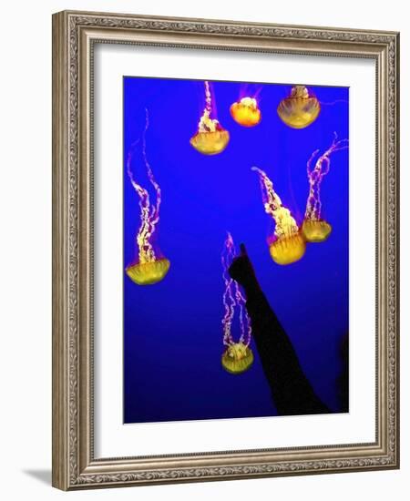 A Spectator Points at At Sea Nettles, Jelly Fish at the Monterey Bay Aquarium-null-Framed Photographic Print