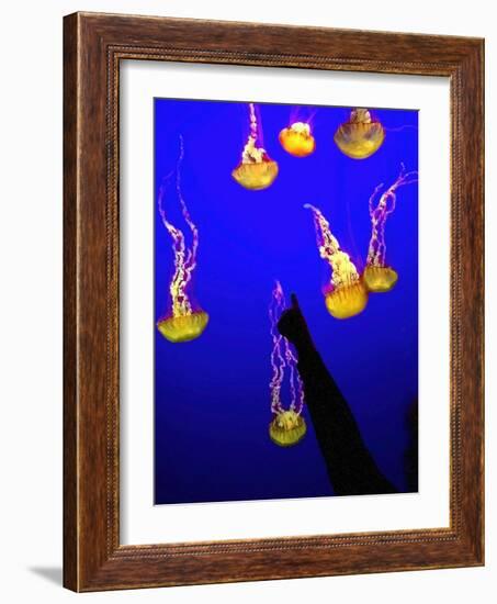 A Spectator Points at At Sea Nettles, Jelly Fish at the Monterey Bay Aquarium-null-Framed Photographic Print