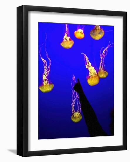 A Spectator Points at At Sea Nettles, Jelly Fish at the Monterey Bay Aquarium-null-Framed Photographic Print