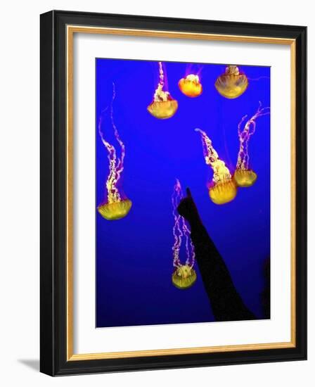 A Spectator Points at At Sea Nettles, Jelly Fish at the Monterey Bay Aquarium-null-Framed Photographic Print