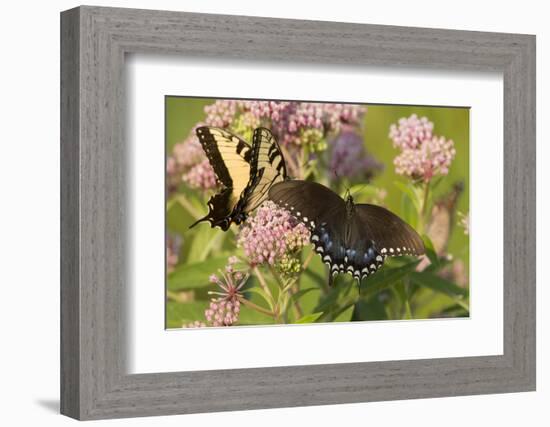 A Spicebush Swallowtail Feeds from Milkweed Flowers in a Virginia Wetland-Neil Losin-Framed Photographic Print