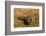 A Splendid Sunbittern spreads its wings along the bank of a river in the Pantanal, Brazil-James White-Framed Photographic Print