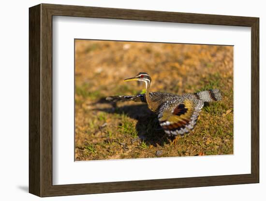 A Splendid Sunbittern spreads its wings along the bank of a river in the Pantanal, Brazil-James White-Framed Photographic Print