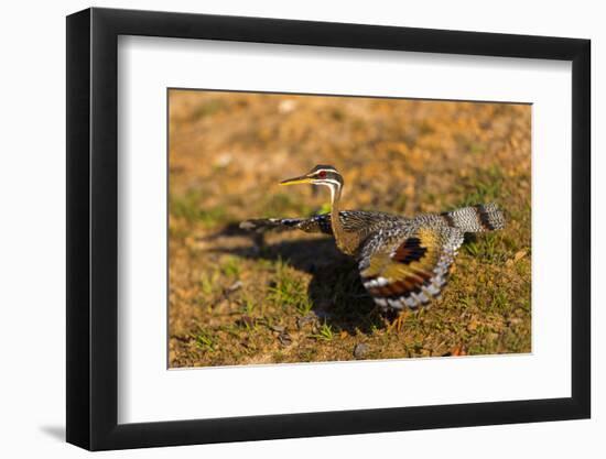 A Splendid Sunbittern spreads its wings along the bank of a river in the Pantanal, Brazil-James White-Framed Photographic Print