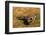 A Splendid Sunbittern spreads its wings along the bank of a river in the Pantanal, Brazil-James White-Framed Photographic Print