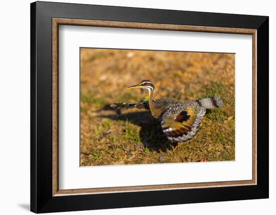 A Splendid Sunbittern spreads its wings along the bank of a river in the Pantanal, Brazil-James White-Framed Photographic Print