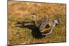 A Splendid Sunbittern spreads its wings along the bank of a river in the Pantanal, Brazil-James White-Mounted Photographic Print