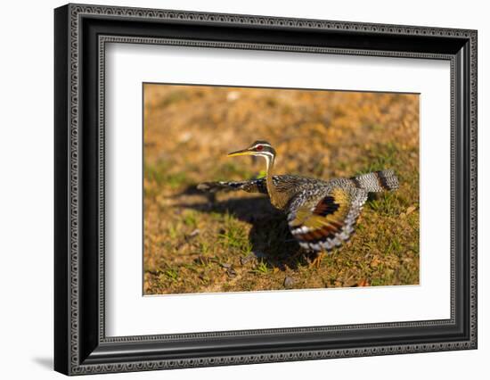 A Splendid Sunbittern spreads its wings along the bank of a river in the Pantanal, Brazil-James White-Framed Photographic Print