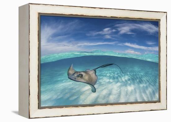 A Split Level Image of Southern Stingray (Dasyatis Americana) Swimming over a Sand Bar-Alex Mustard-Framed Premier Image Canvas