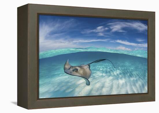 A Split Level Image of Southern Stingray (Dasyatis Americana) Swimming over a Sand Bar-Alex Mustard-Framed Premier Image Canvas