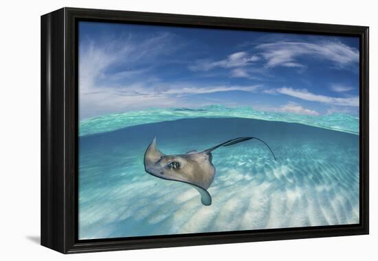 A Split Level Image of Southern Stingray (Dasyatis Americana) Swimming over a Sand Bar-Alex Mustard-Framed Premier Image Canvas