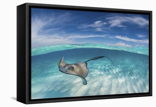 A Split Level Image of Southern Stingray (Dasyatis Americana) Swimming over a Sand Bar-Alex Mustard-Framed Premier Image Canvas