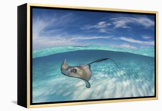 A Split Level Image of Southern Stingray (Dasyatis Americana) Swimming over a Sand Bar-Alex Mustard-Framed Premier Image Canvas